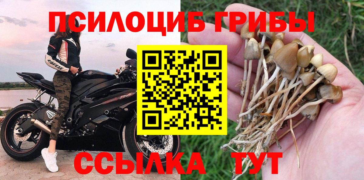 Бийск  Псилоцибиновые грибы Cubensis  Вход с VPN 